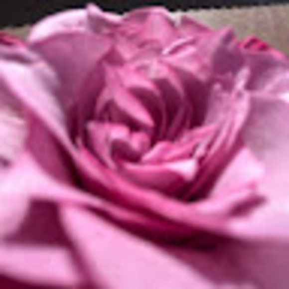 Meet your Posher, Kendra - Picture 1 of 1